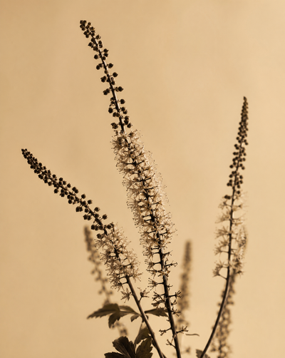 Cimicifuga