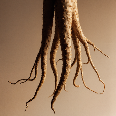 Ginseng siberiano