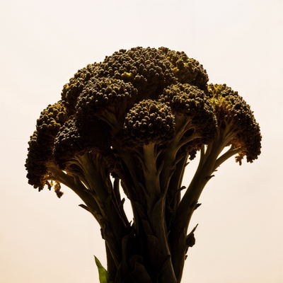 Brócoli en polvo